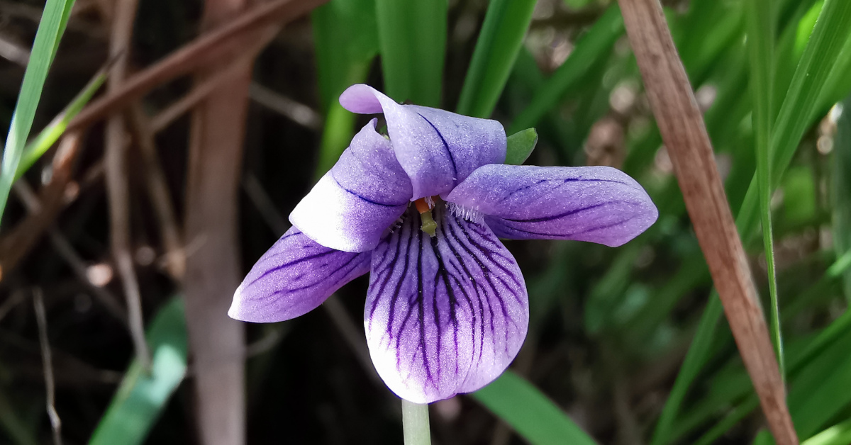  An tSailchuach Chorraigh Viola palustris