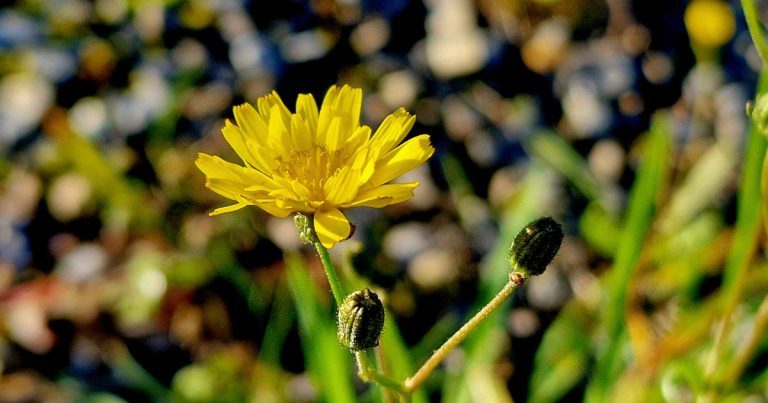  An Chrág Phortáin Scorzoneroides autumnalis