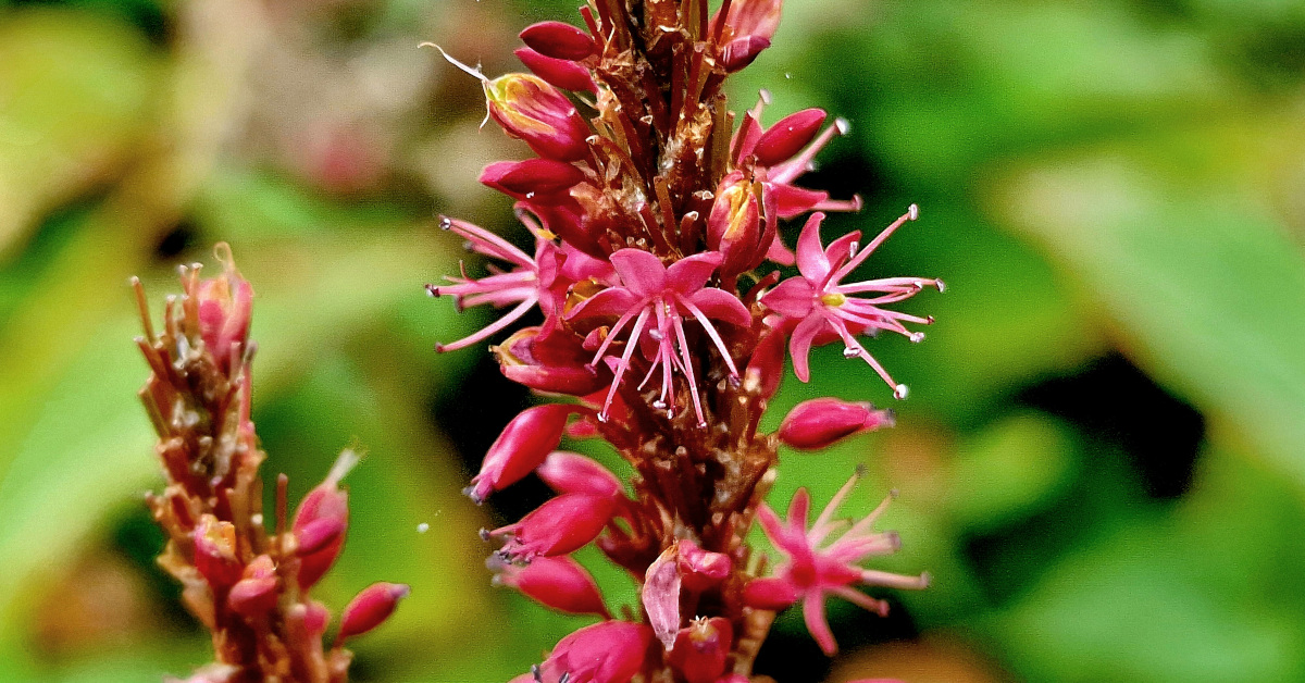  An Stóinse Dearg Bistorta amplexicaulis