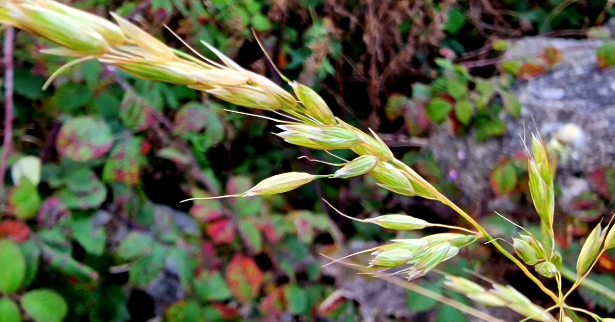  Coirce Bréige Arrhenatherum elatius