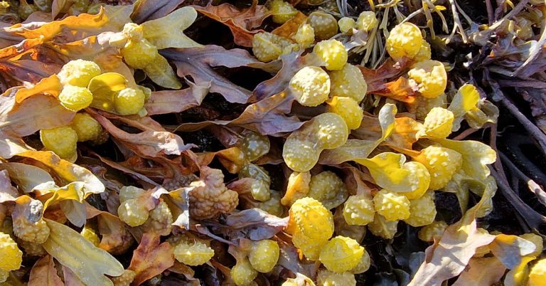  An Chasfheamainn Fucus spiralis