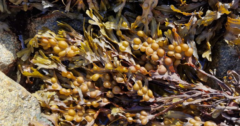  An Fheamainn Bhoilgíneach Fucus vesiculosus
