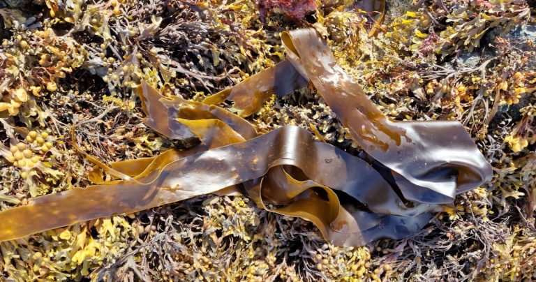  An Choirleach Laminaria digitata