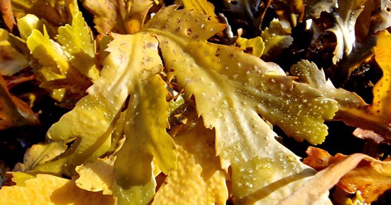  An Mhíoránach Fucus serratus