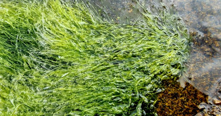  An Líneáil Ghorm Ulva intestinalis