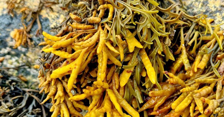  An Chaisíneach Pelvetia canaliculata