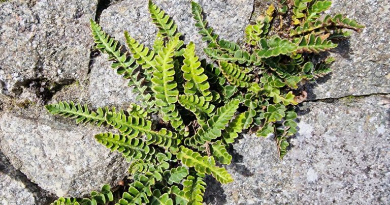  An Raithneach Rua Asplenium ceterach