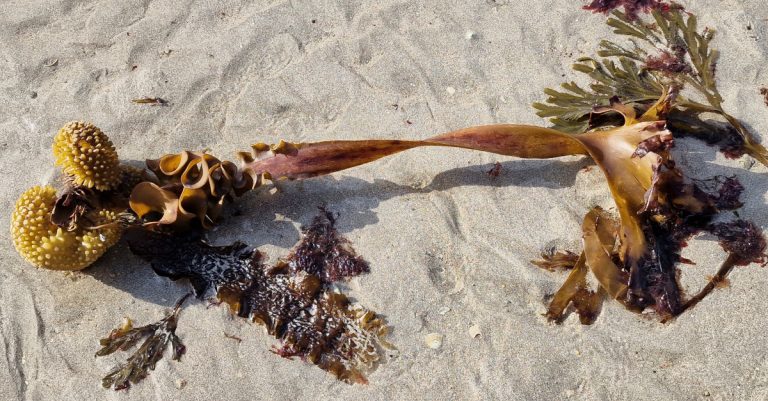  An Claíomh Saccorhiza polyschides