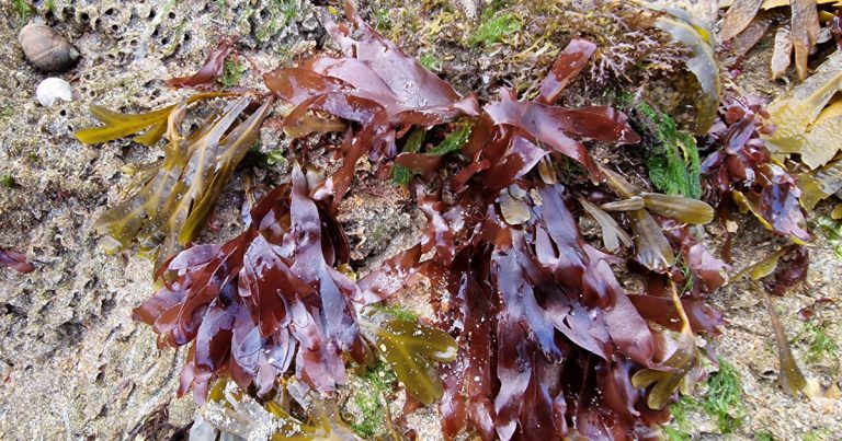  Duileasc Palmaria palmata