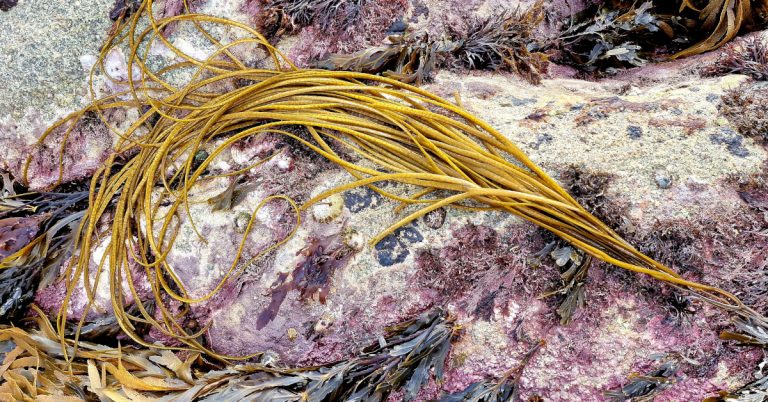  An Ríseach Himanthalia elongata