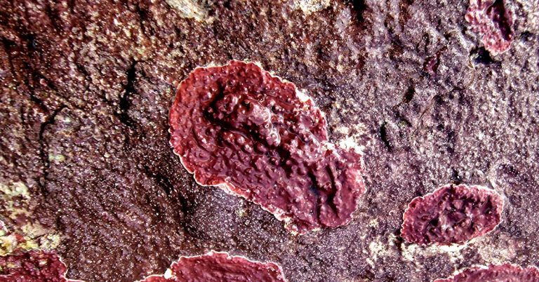  Lithophyllum incrustans Lithophyllum incrustans