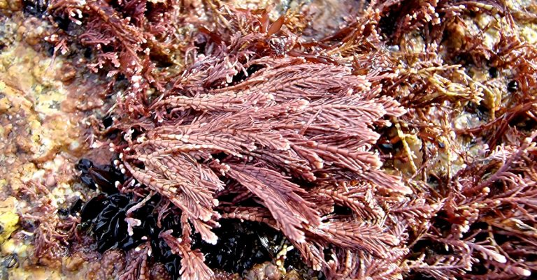 An Fheamainn Choiréalach Corallina officinalis