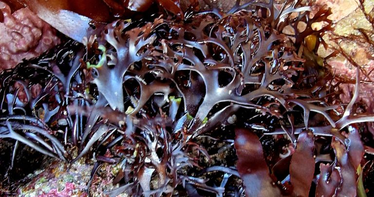  Carraigín Chondrus crispus