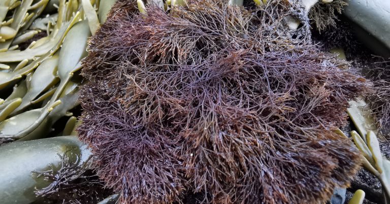  An Olann Dhearg Polysiphonia lanosa