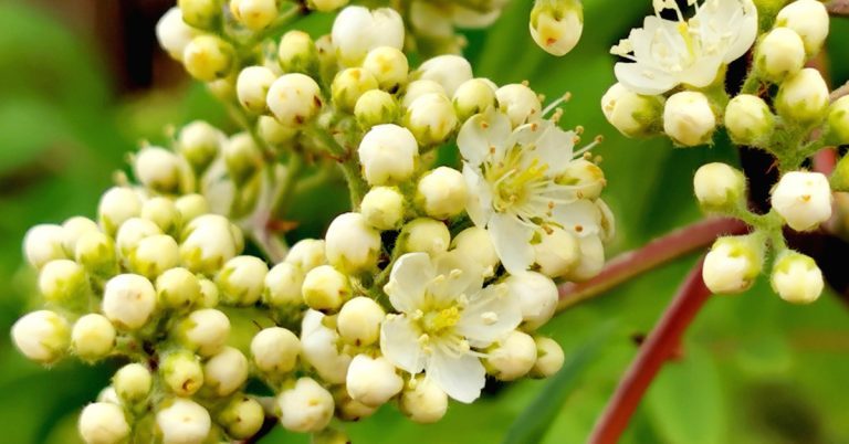  An Caorthann Sorbus aucuparia