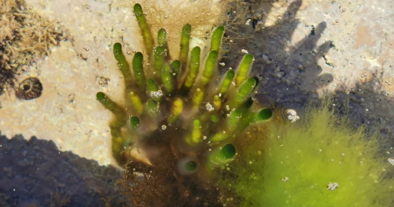  Beanna Veilbhite Codium tomentosum
