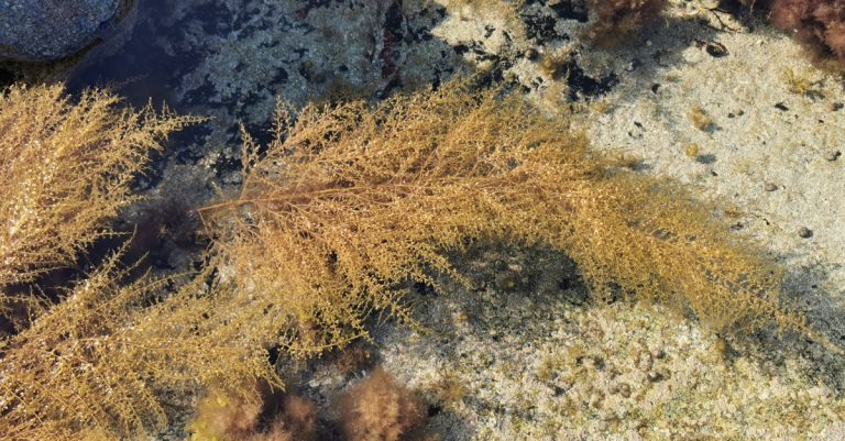  An Fheamainn Ghuaireach Sheapánach Sargassum muticum