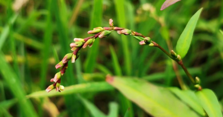  An Biorphiobar Persicaria hydropiper