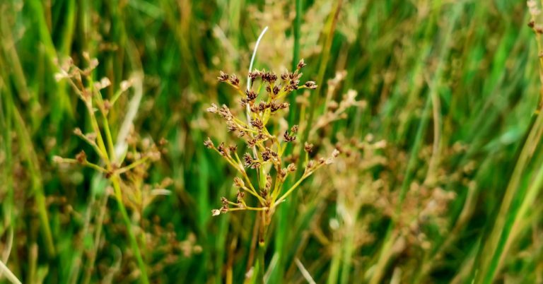  An Fiastalach Juncus acutiflorus