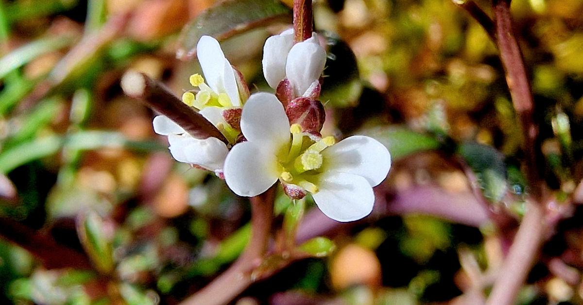 An Searbh-bhiolar Giobach Cardamine hirsuta