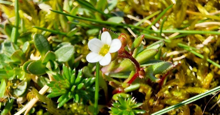  An Mórán Balla Saxifraga tridactylites