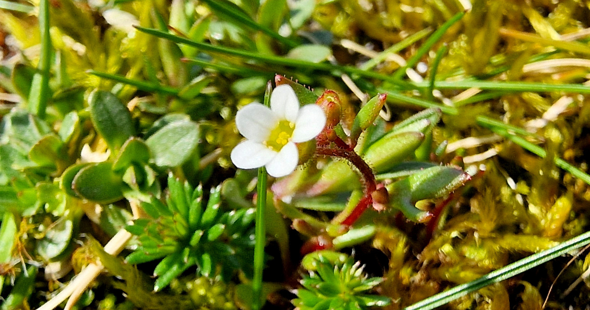  An Mórán Balla Saxifraga tridactylites