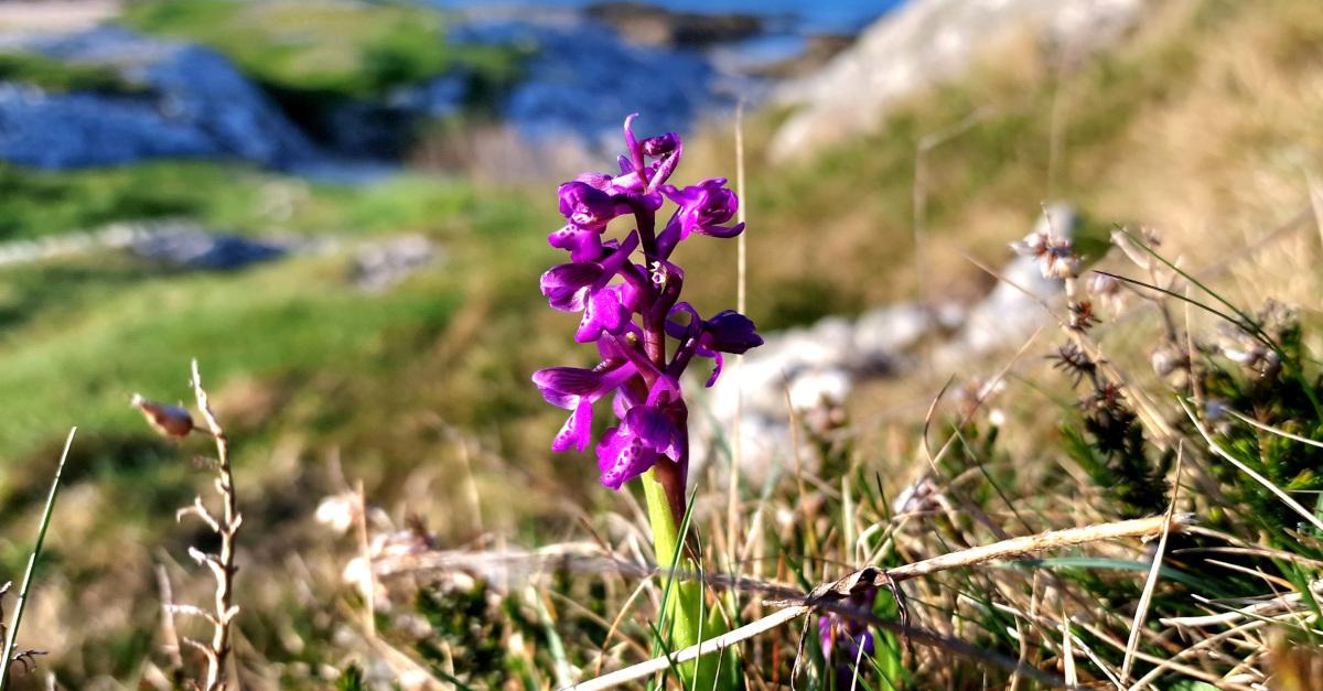  An Magairlín Féitheach Anacamptis morio