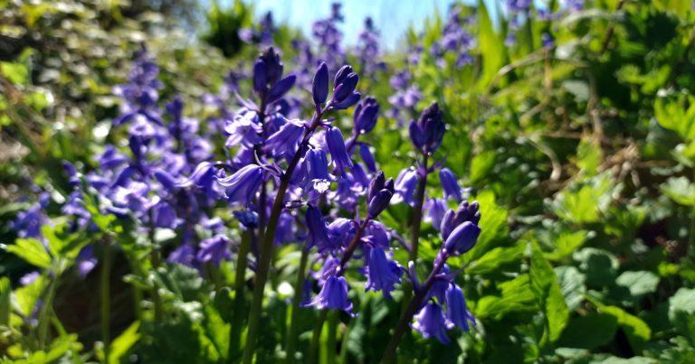  Na Coinnle Corra Hibrideacha Hyacinthoides x massartiana