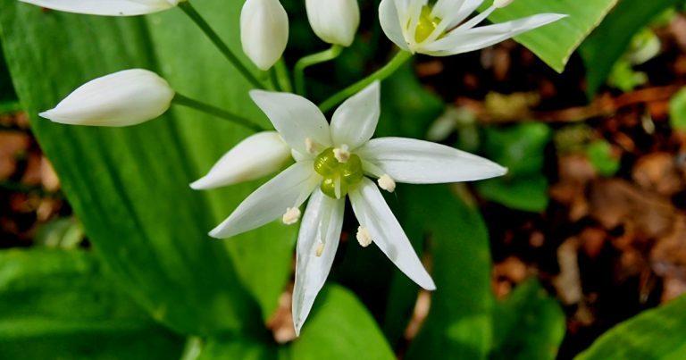  An Creamh Allium ursinum