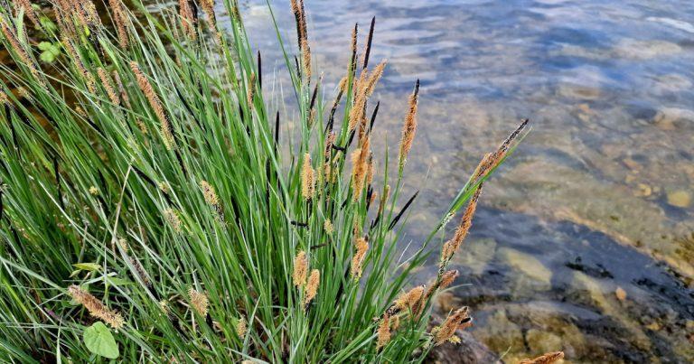 An Chíb Dhosach Carex elata