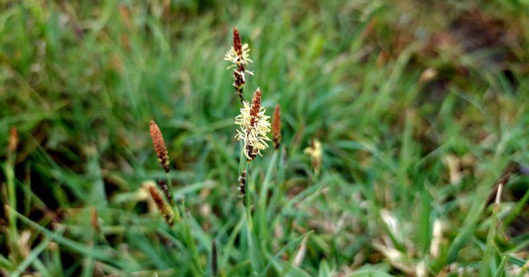  An Chíb Liathghorm Carex flacca