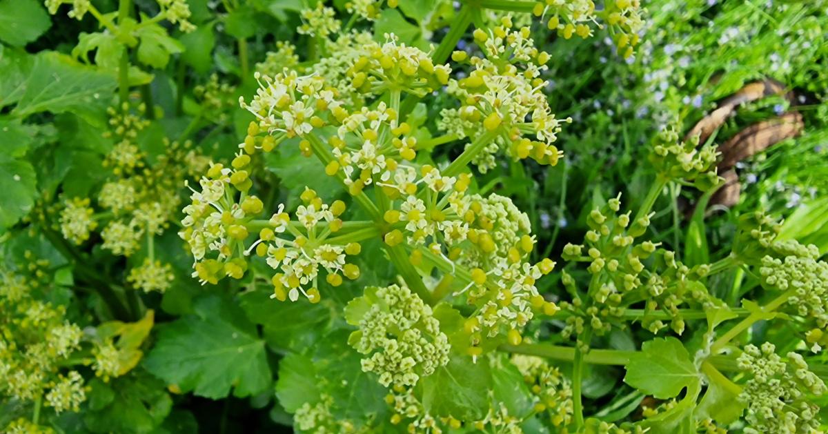  An Lusrán Grándubh Smyrnium olusatrum