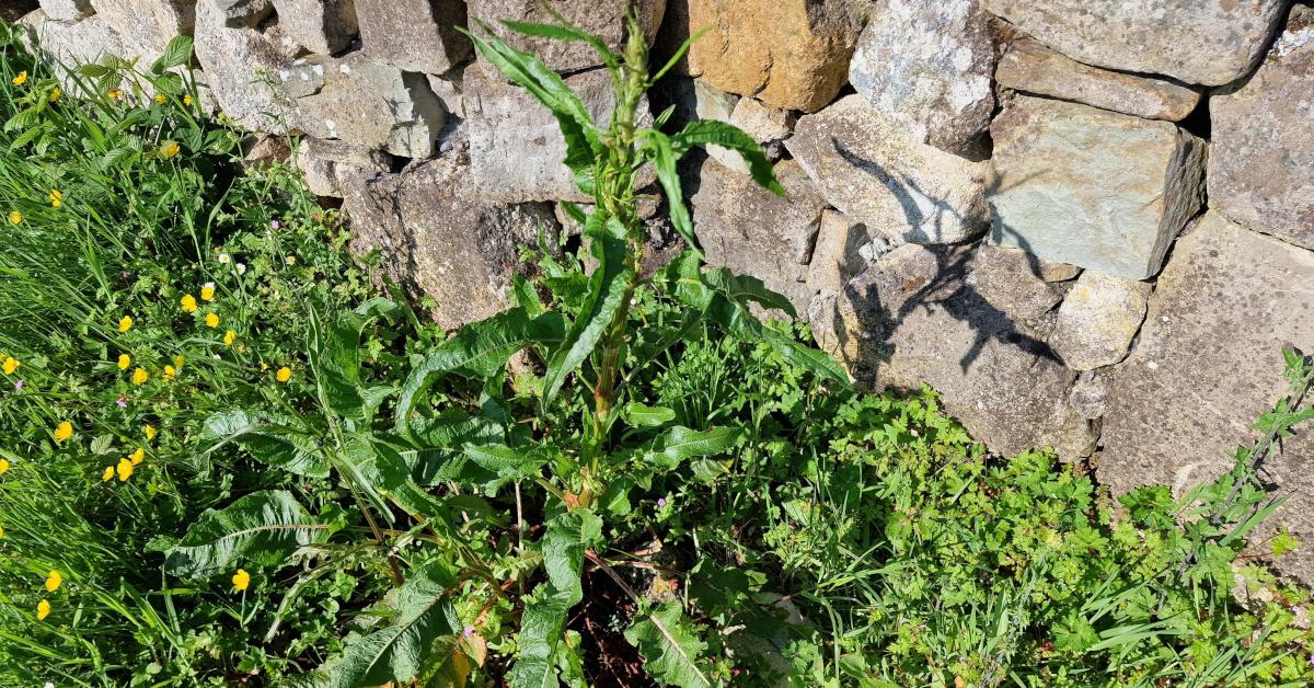  An Chopóg Chatach Rumex crispus