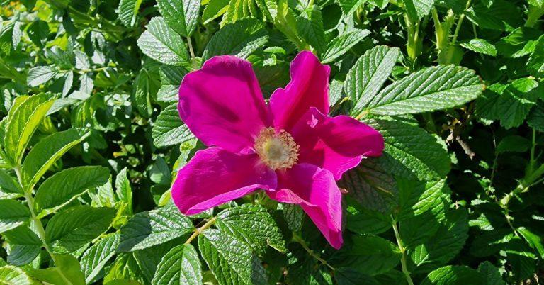  An Rós Rúscach Rosa rugosa