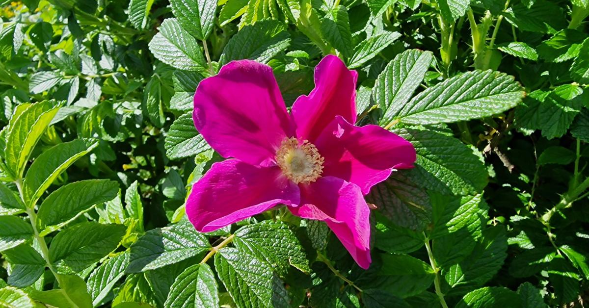  An Rós Rúscach Rosa rugosa