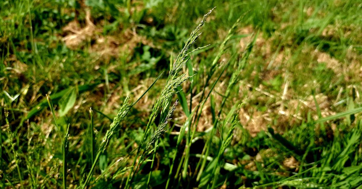  An Cuise Garbh Poa trivialis
