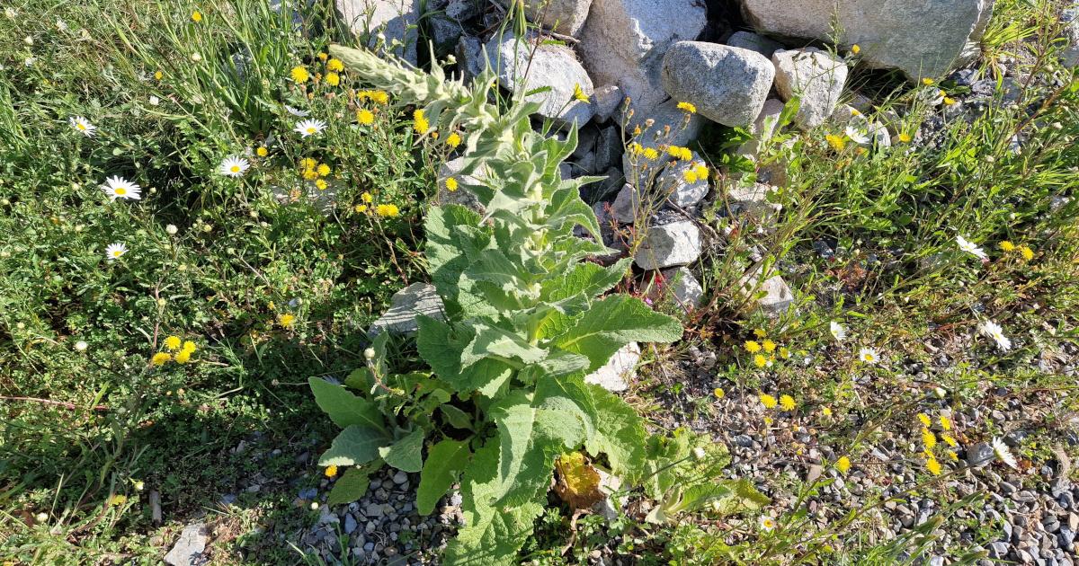  Coinnle Muire Verbascum thapsus