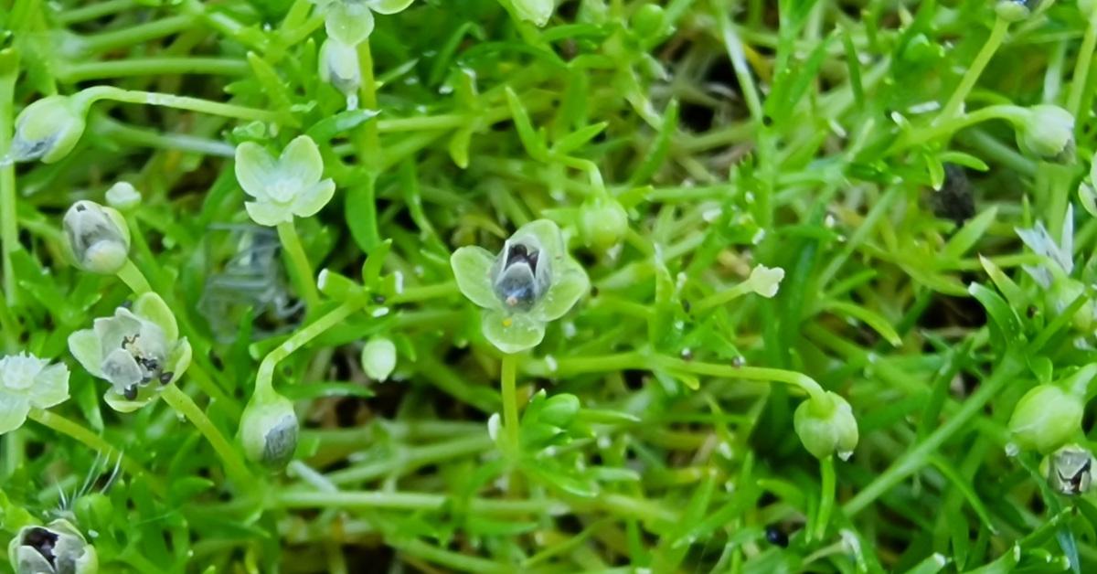  An Mongán Sínte Sagina procumbens