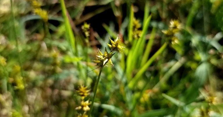  Cíb na Réaltaí Carex echinata