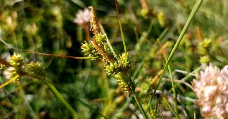  An Chíb Fhada Carex extensa