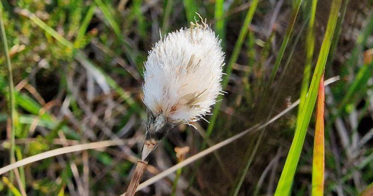  An Ceannbhán Gaelach Eriophorum vaginatum