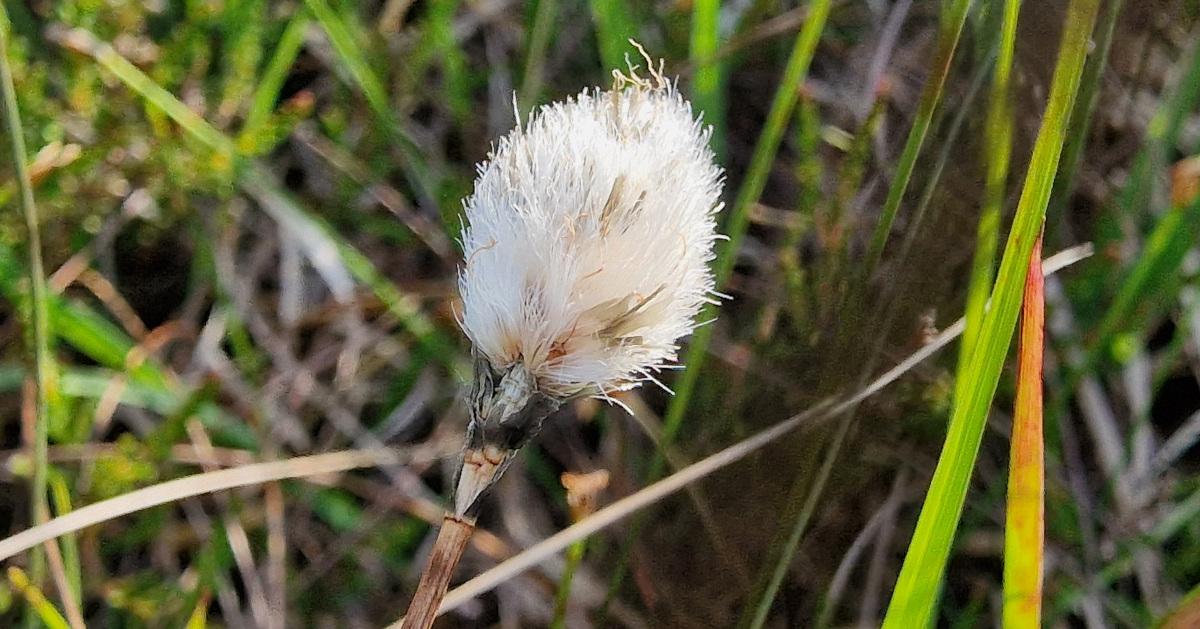  An Ceannbhán Gaelach Eriophorum vaginatum