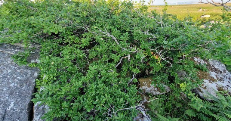  An Dair Ghaelach Quercus petraea