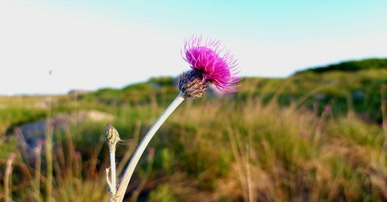 An Fóthnán Móna Cirsium dissectum