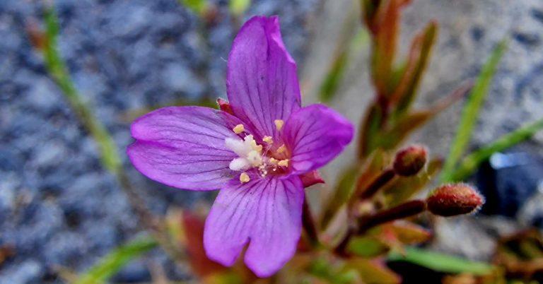  An Saileachán Liath Epilobium parviflorum