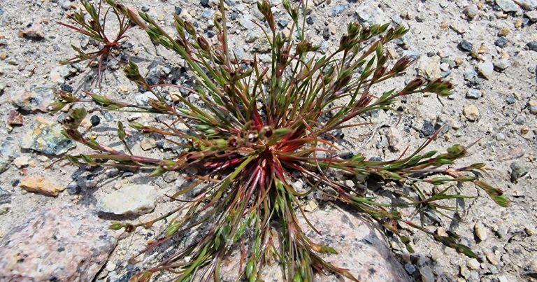  An Buafluachair Juncus bufonius