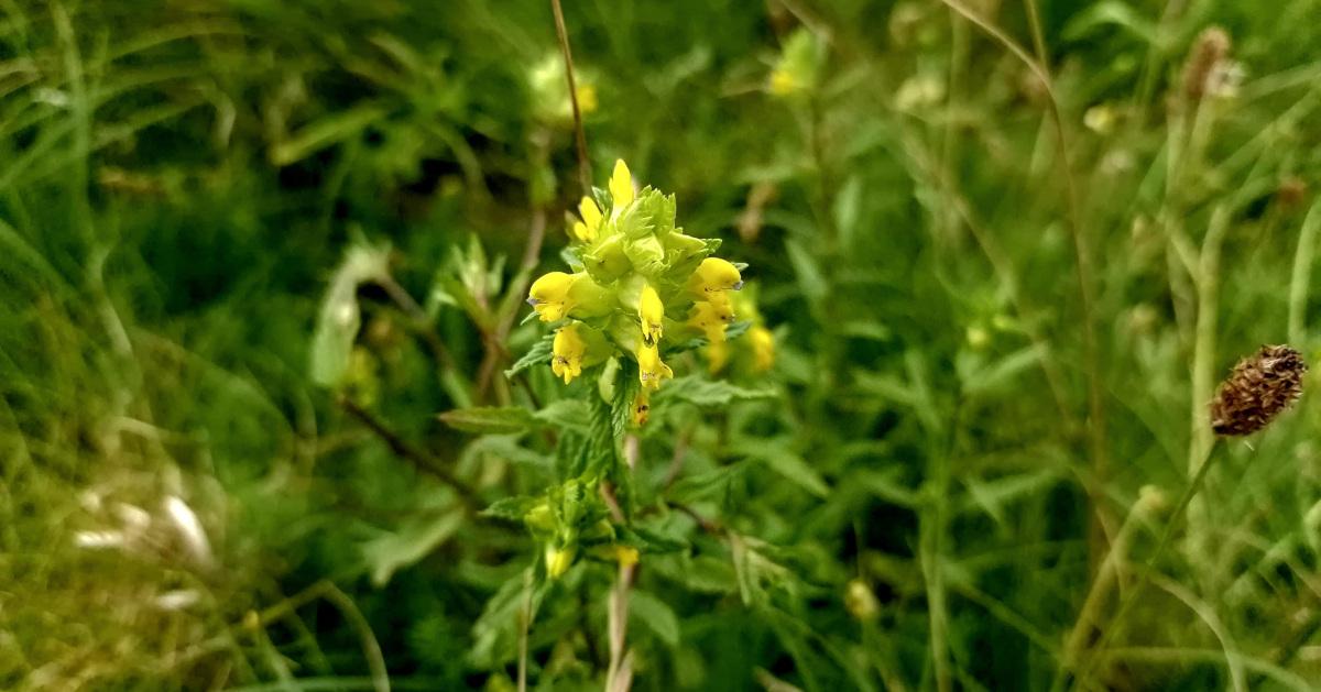  An Gliográn Rhinanthus minor