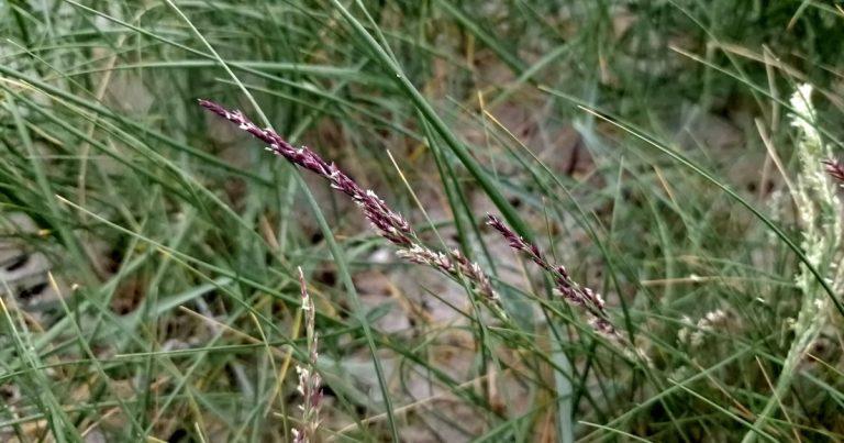  An Féar Muirisce Puccinellia maritima