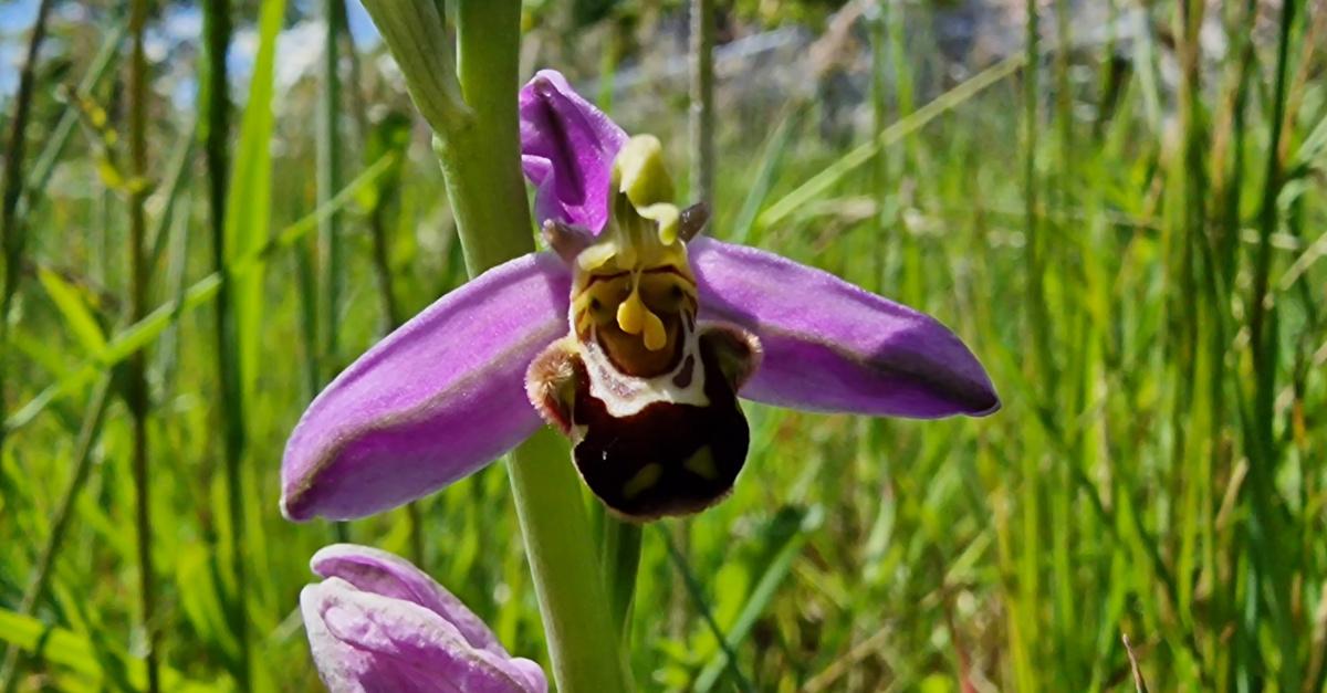  Magairlín na mBeach Ophrys apifera