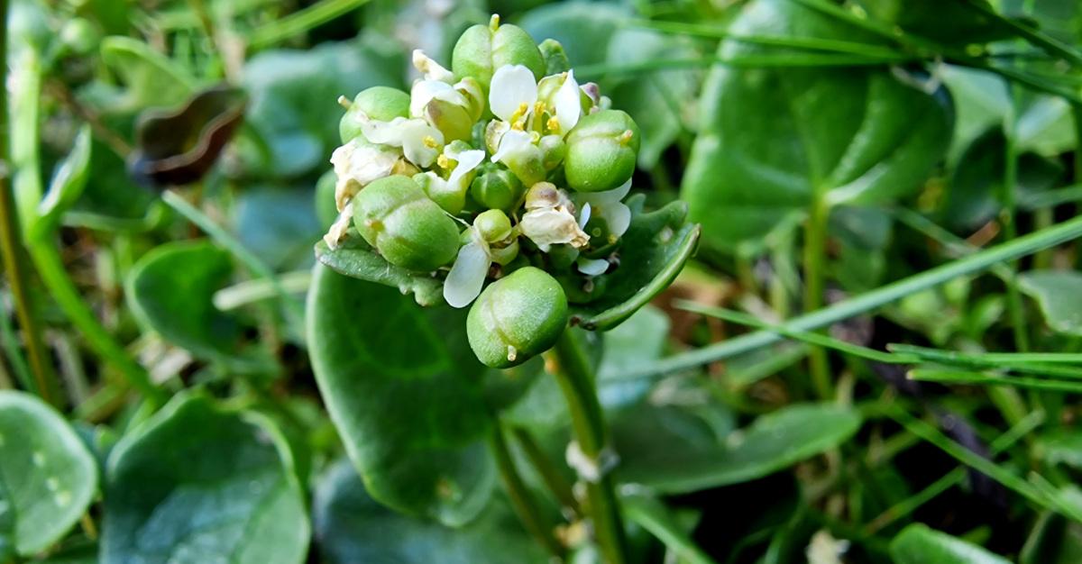  An Carrán Creige Cochlearia danica